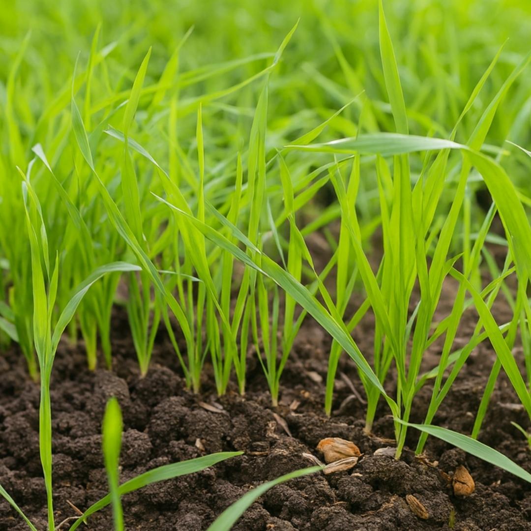 Young Barley - Mladý ječmen